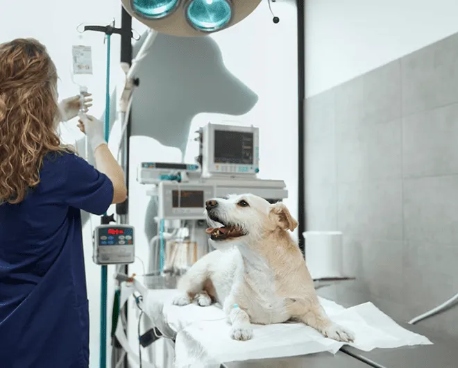 Foto de centro veterinário